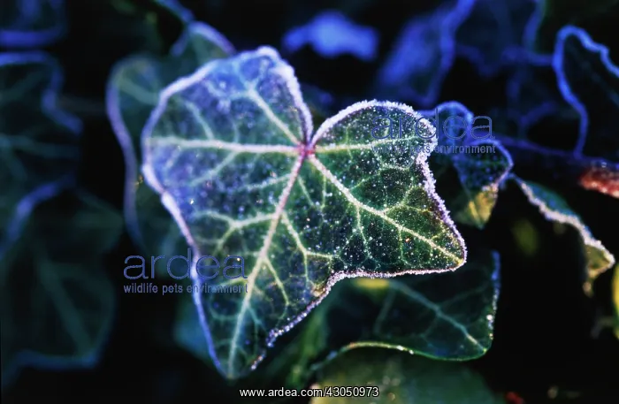 : Ivy, Hedera helix : Ivy, Hedera helix