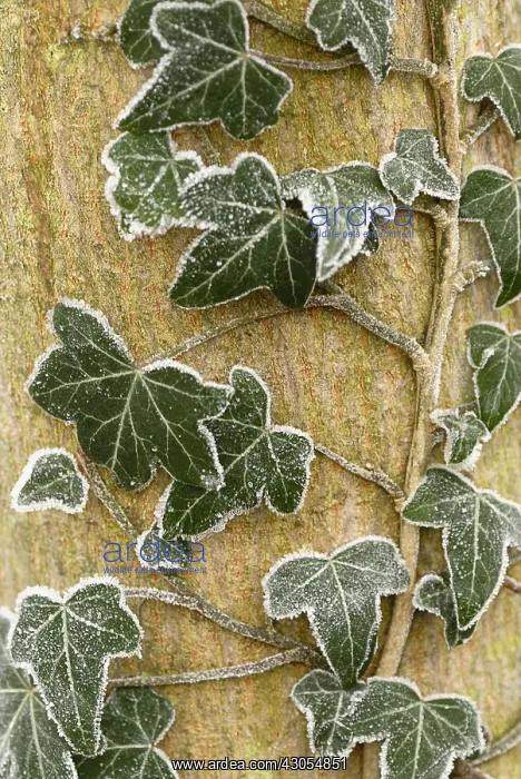 : Ivy, Hedera helix : Ivy, Hedera helix