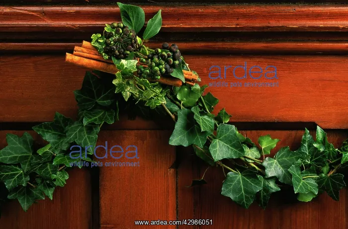 : Ivy, Herdera : Ivy, Herdera