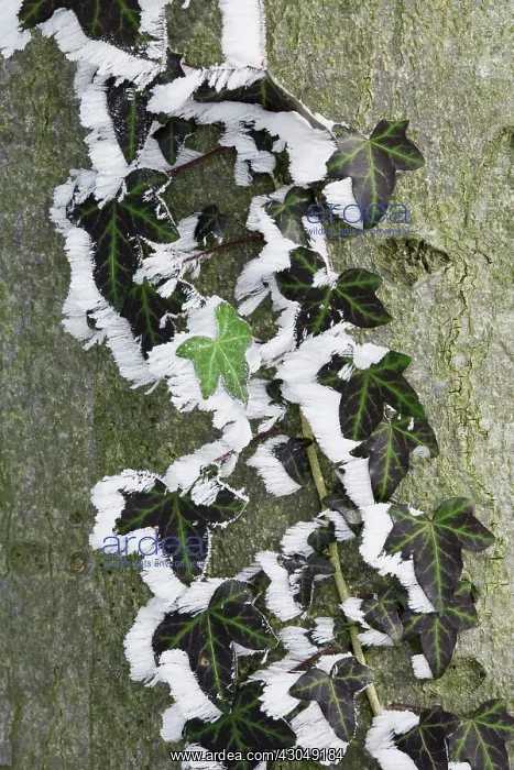 : Ivy, Herdera : Ivy, Herdera