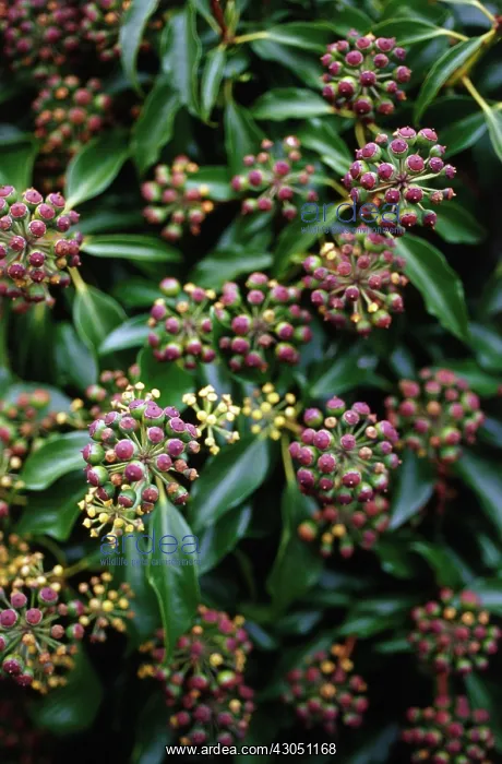 : Ivy, Herdera : Ivy, Herdera