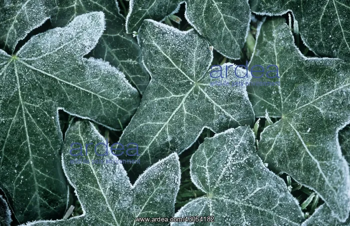 : Ivy, Herdera : Ivy, Herdera