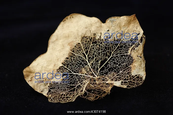 : Ivy, Herdera : Ivy, Herdera