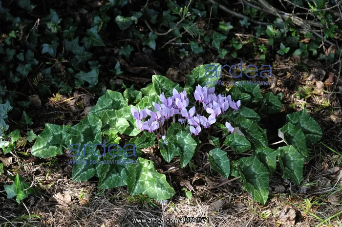 : Ivy-leaved cyclamen : Ivy-leaved cyclamen