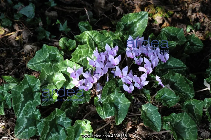 : Ivy-leaved cyclamen : Ivy-leaved cyclamen