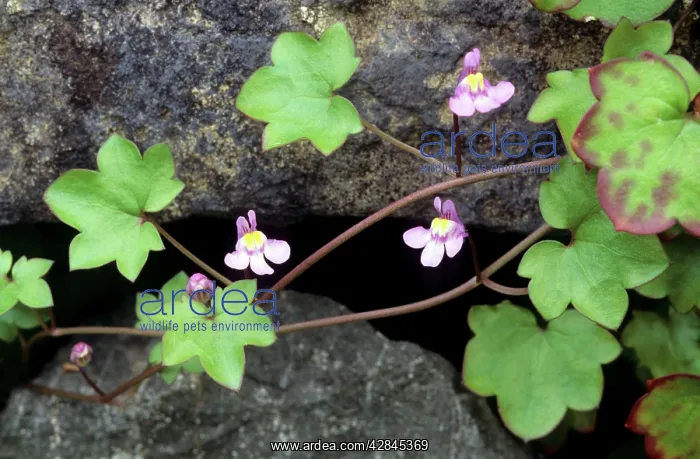 : Ivy-leaved Toadflax : Ivy-leaved Toadflax