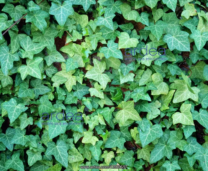 : IVY Leaves - climbing garden wall : IVY Leaves - climbing garden wall