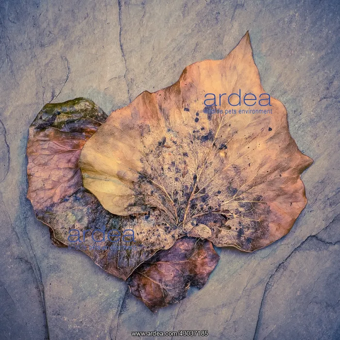 : Ivy Leaves - Still Life - Norfolk UK : Ivy Leaves - Still Life - Norfolk UK