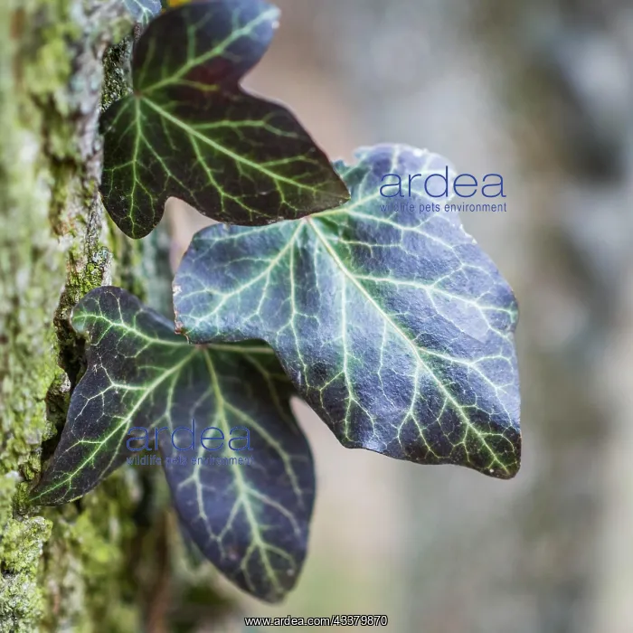 : Ivy in woodland : Ivy in woodland