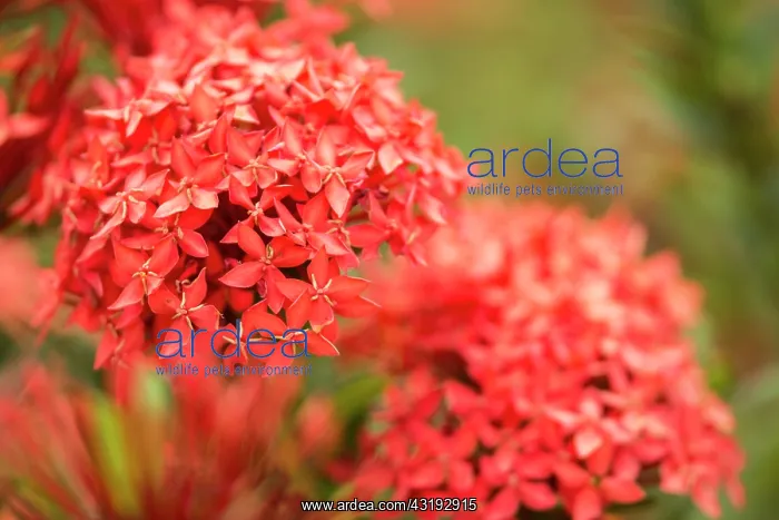 : Ixora (Ixora sp) flowers - Botanical Garden - Montserrat : Ixora (Ixora sp) flowers - Botanical Garden - Montserrat