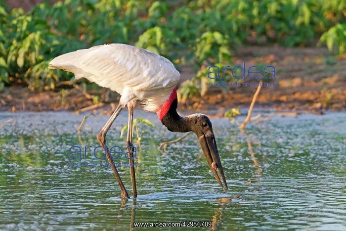 : Jabiru (Jabiru mycteria). catching a fish - Pantanal area - Mato Grosso - Brazil : Jabiru (Jabiru mycteria). catching a fish - Pantanal area - Mato Grosso - Brazil