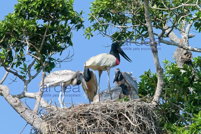 : Jabiru (Jabiru mycteria). at nest with young - Pantanal area - Mato Grosso - Brazil : Jabiru (Jabiru mycteria). at nest with young - Pantanal area - Mato Grosso - Brazil
