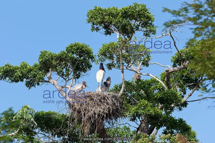 : Jabiru (Jabiru mycteria). nest with young - Pantanal area - Mato Grosso - Brazil : Jabiru (Jabiru mycteria). nest with young - Pantanal area - Mato Grosso - Brazil