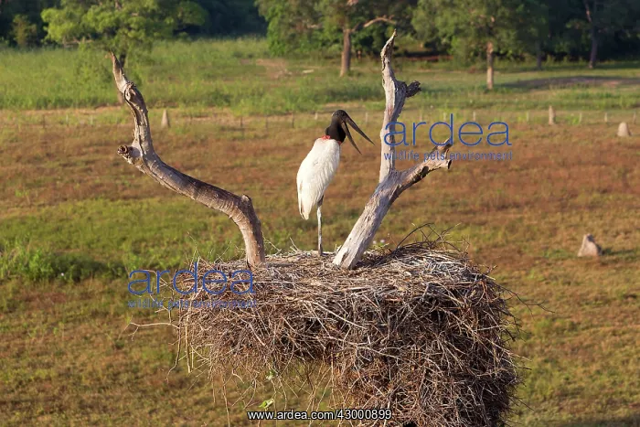 : Jabiru (Jabiru mycteria). on the nest - Pantanal area - Mato Grosso - Brazil : Jabiru (Jabiru mycteria). on the nest - Pantanal area - Mato Grosso - Brazil