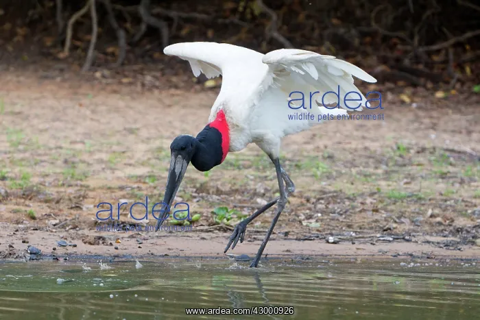 : Jabiru (Jabiru mycteria). Pantanal area - Mato Grosso - Brazil : Jabiru (Jabiru mycteria). Pantanal area - Mato Grosso - Brazil