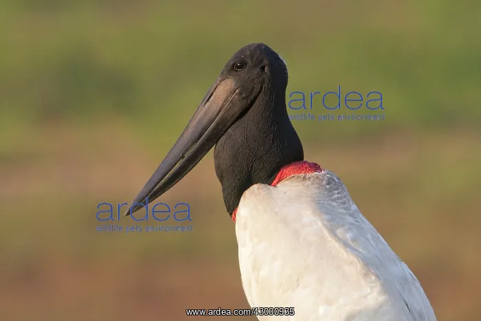 : Jabiru (Jabiru mycteria). Pantanal area - Mato Grosso - Brazil : Jabiru (Jabiru mycteria). Pantanal area - Mato Grosso - Brazil