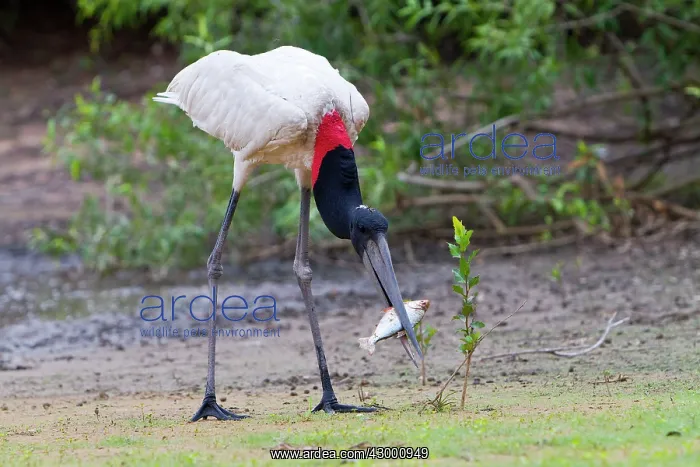 : Jabiru (Jabiru mycteria). catching a fish - Pantanal area - Mato Grosso - Brazil : Jabiru (Jabiru mycteria). catching a fish - Pantanal area - Mato Grosso - Brazil