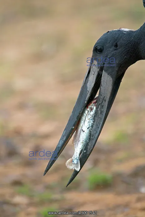 : Jabiru (Jabiru mycteria). catching a fish - Pantanal area - Mato Grosso - Brazil : Jabiru (Jabiru mycteria). catching a fish - Pantanal area - Mato Grosso - Brazil