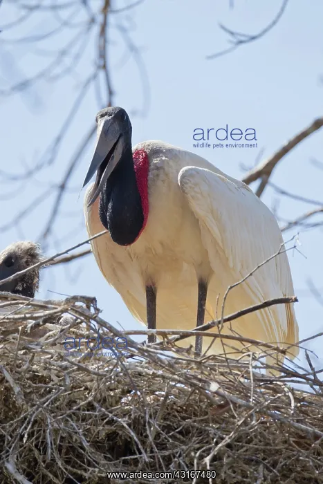 : Jabiru stork (Jabiru mycteria) adult with young on nest, Pocone, Brazil : Jabiru stork (Jabiru mycteria) adult with young on nest, Pocone, Brazil