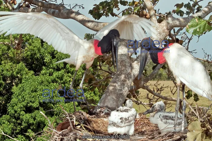 : Jabiru adults with young at nest : Jabiru adults with young at nest
