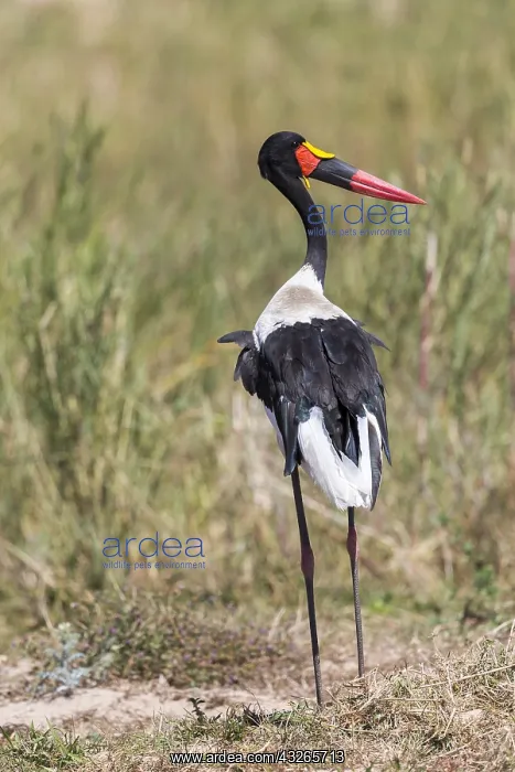 : Jabiru d'Afrique (Ephippiorhynchus senegalensis) : Jabiru d'Afrique (Ephippiorhynchus senegalensis)