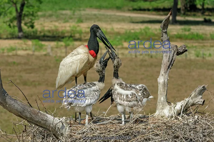 : Jabiru, feeding the juveniles, Pantanal Wetlands : Jabiru, feeding the juveniles, Pantanal Wetlands