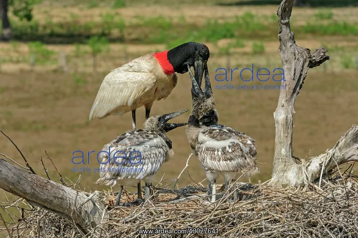  : Jabiru, feeding the juveniles, Pantanal Wetlands