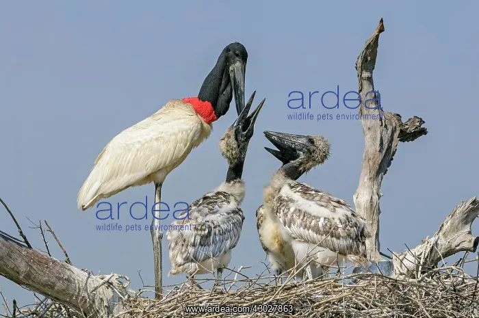 : Jabiru, feeding the juveniles, Pantanal Wetlands : Jabiru, feeding the juveniles, Pantanal Wetlands