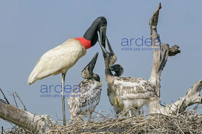 : Jabiru, feeding the juveniles, Pantanal Wetlands : Jabiru, feeding the juveniles, Pantanal Wetlands