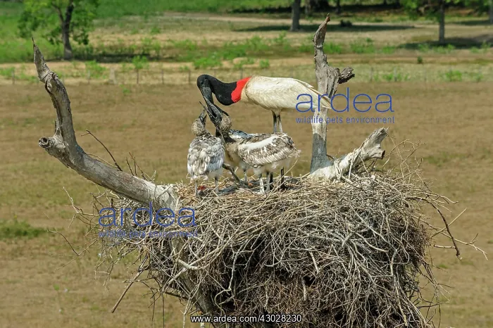 : Jabiru, feeding the juveniles, Pantanal Wetlands : Jabiru, feeding the juveniles, Pantanal Wetlands