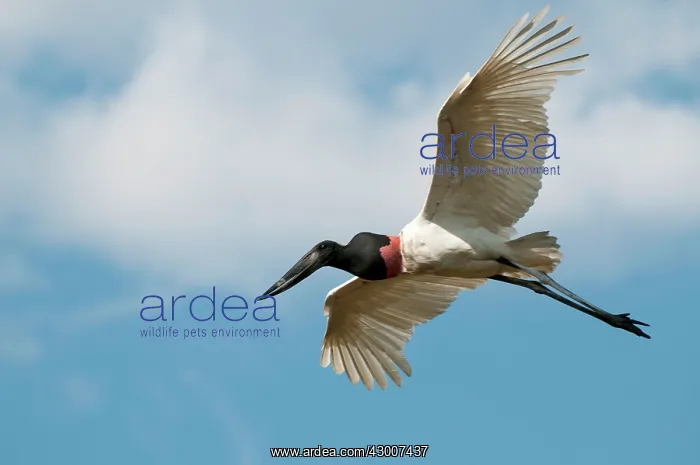 : Jabiru in flight : Jabiru in flight