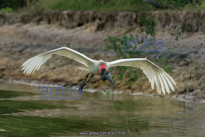 : Jabiru, flying, Pantanal Wetlands, Mato Grosso, Brazil : Jabiru, flying, Pantanal Wetlands, Mato Grosso, Brazil