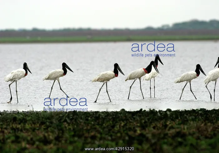: Jabiru - group : Jabiru - group