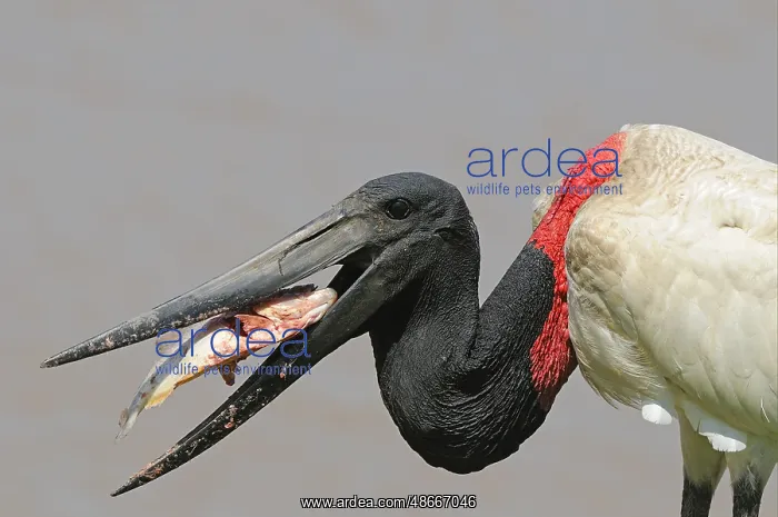 : Jabiru (Jabiru mycteria) adult, feeding on piranha : Jabiru (Jabiru mycteria) adult, feeding on piranha