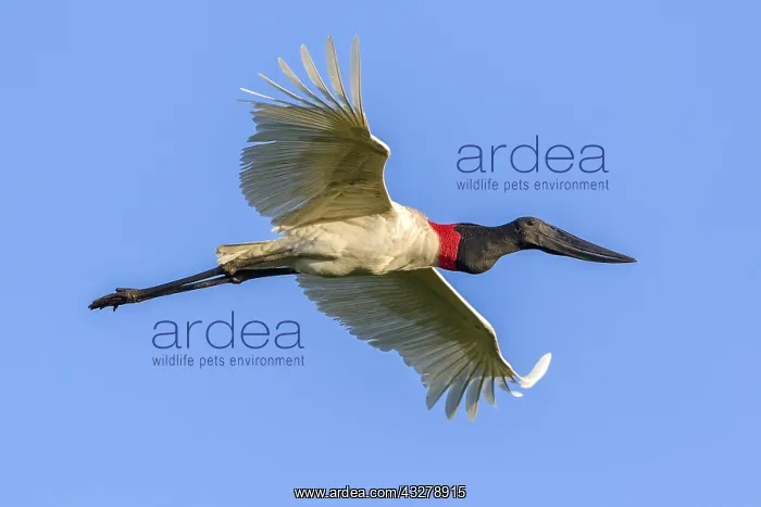  : Jabiru (Jabiru mycteria) adult in flight, Brazi