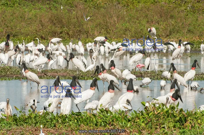 : Jabiru large group with other species feeding in : Jabiru large group with other species feeding in