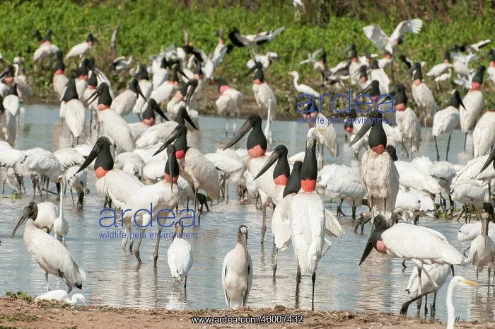 : Jabiru large group with other species feeding in : Jabiru large group with other species feeding in