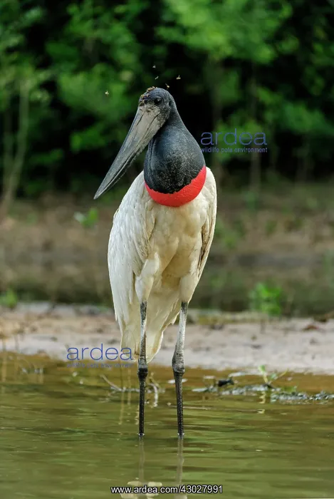: Jabiru, Pantanal Wetlands, Mato Grosso, Brazil : Jabiru, Pantanal Wetlands, Mato Grosso, Brazil