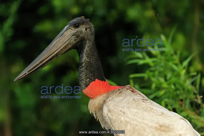 : Jabiru, portrait, Pantanal Wetlands, Mato Grosso, Brazil : Jabiru, portrait, Pantanal Wetlands, Mato Grosso, Brazil