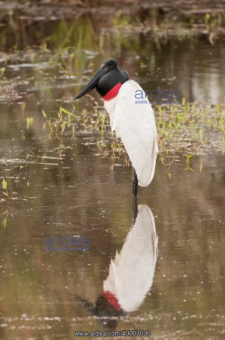 : Jabiru standing in water with reflection : Jabiru standing in water with reflection