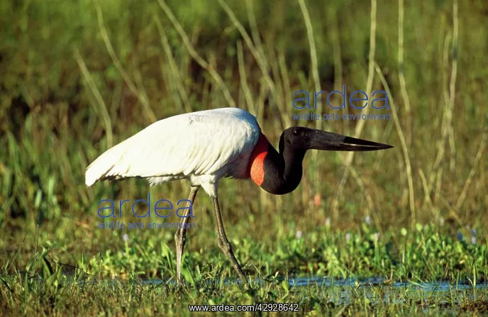 : Jabiru STORK : Jabiru STORK