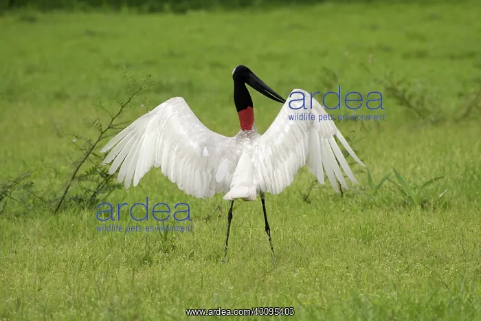 : Jabiru Stork : Jabiru Stork