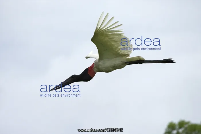 : Jabiru Stork : Jabiru Stork