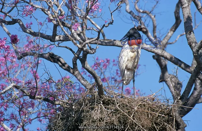 : Jabiru Stork : Jabiru Stork