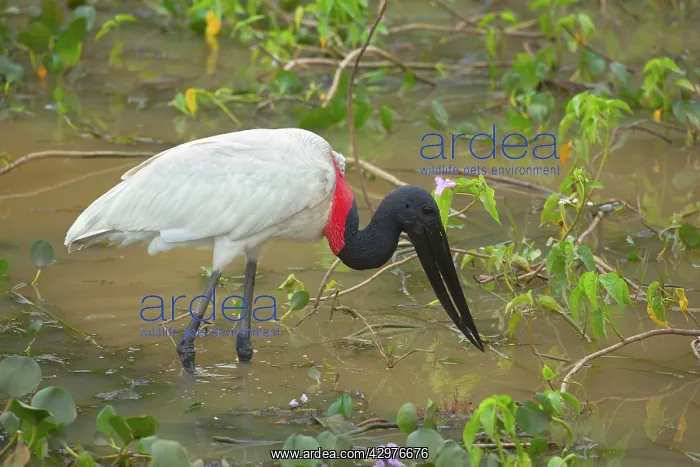 : Jabiru Stork - adult foraging in a swamp : Jabiru Stork - adult foraging in a swamp