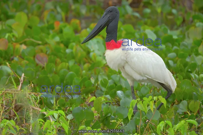 : Jabiru Stork - adult stalking through swamp covered : Jabiru Stork - adult stalking through swamp covered