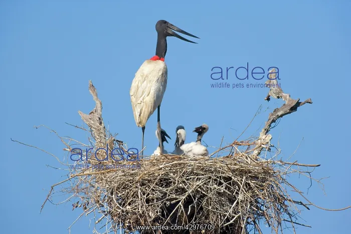 : Jabiru Stork - adult standing on its nest in the : Jabiru Stork - adult standing on its nest in the