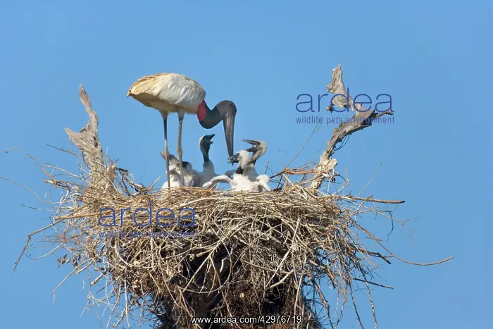 : Jabiru Stork - adult standing on its nest about : Jabiru Stork - adult standing on its nest about