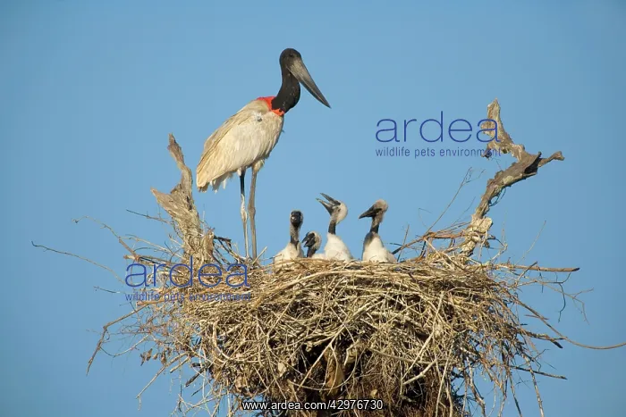 : Jabiru Stork - adult standing on its nest which : Jabiru Stork - adult standing on its nest which