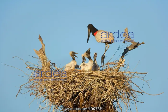 : Jabiru Stork - adult standing on its nest about : Jabiru Stork - adult standing on its nest about
